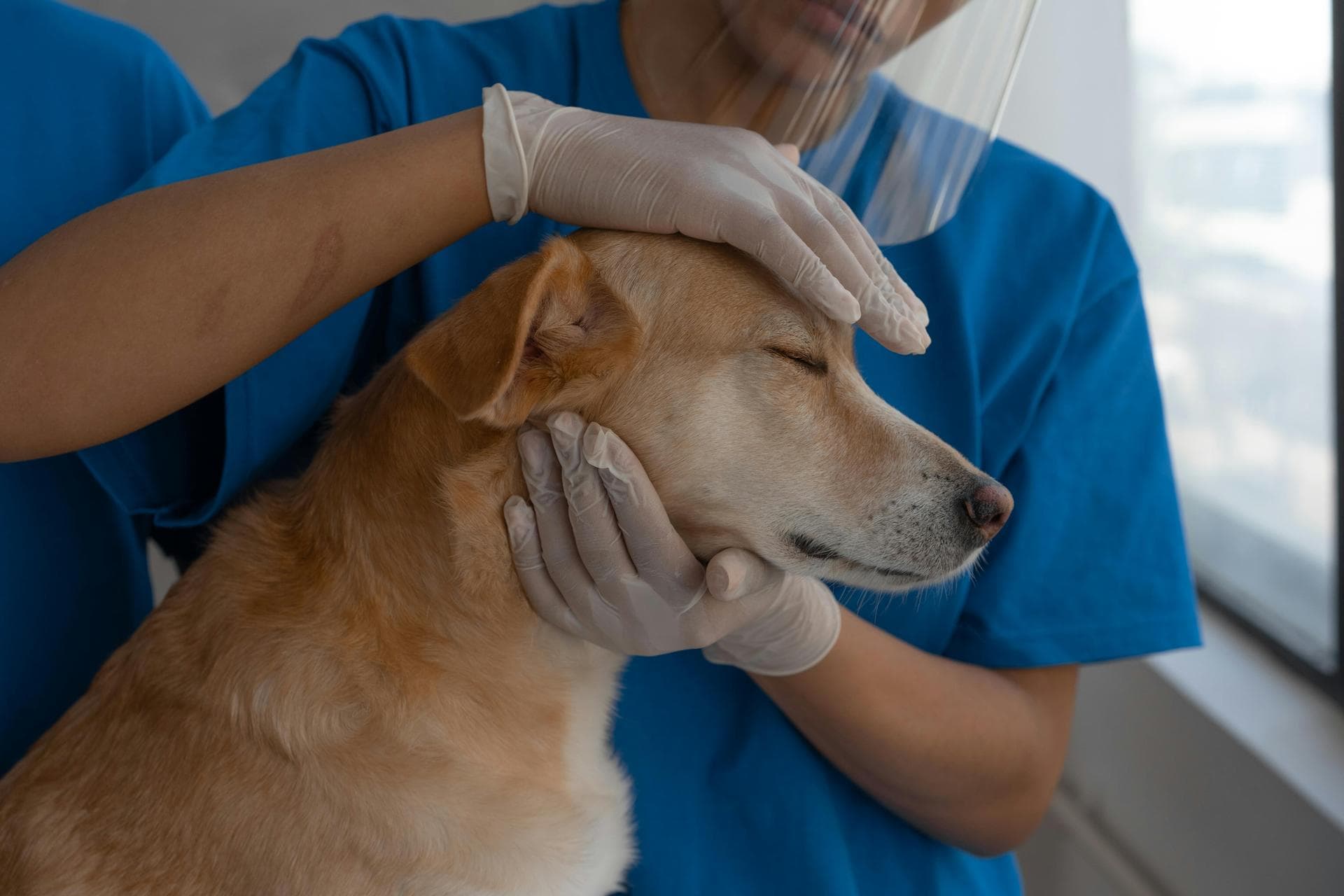 Dog & Cat Vets in Lawton