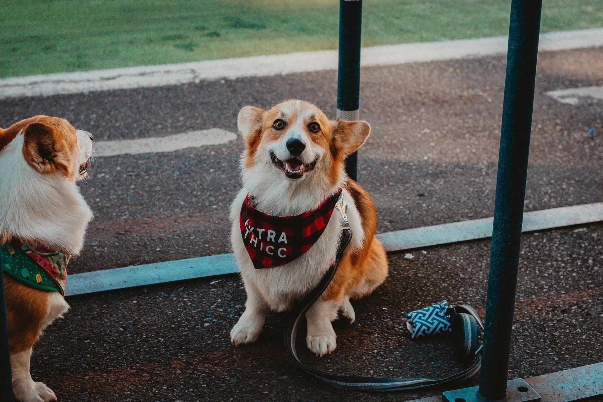 Two corgis wearing colorful bandanas