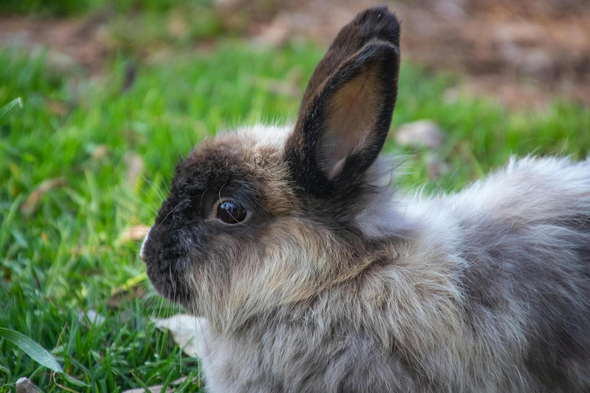 Grey bunny on grass